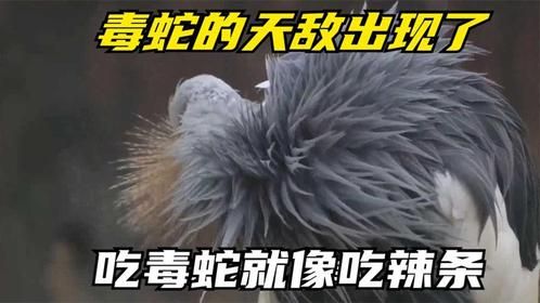 毒蛇的天敌出现了，吃毒蛇就像吃辣条，竟然能徒手撕碎眼镜蛇