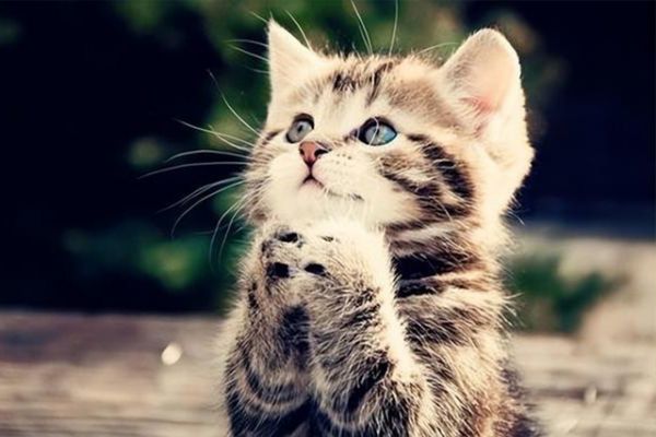 宠物猫的种类图片及名称大全