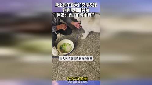 晚上狗子看大门又冷又饿，狗狗哽咽到哭泣，网友：委屈的像个孩子