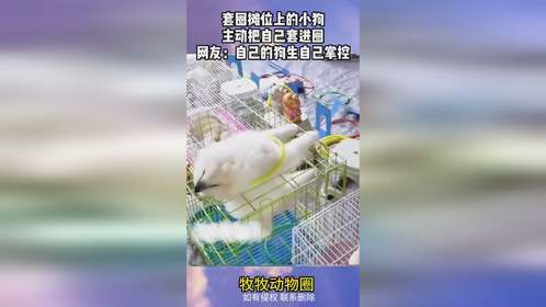 套圈摊位上的小狗，主动把自己套进圈，网友：自己的狗生自己掌控