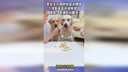男女主人同时给金毛喂饭，浅色金毛不知所措，网友：老抽色心眼多