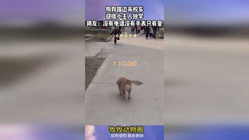 狗狗路边等校车，迎接小主人放学，网友：没有电话没有手表只有爱