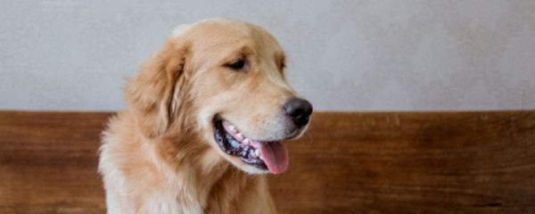 适合陪伴小孩子的狗狗