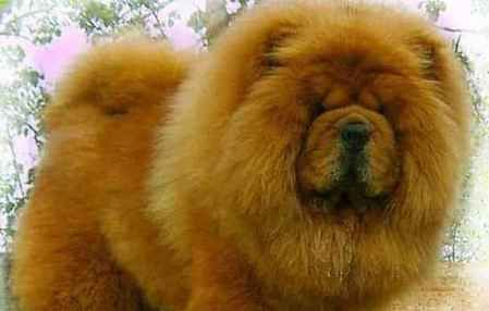松狮犬.jpg
