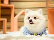 成都的宠物店棉花糖宠物美容培训