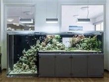 重庆鱼缸消毒 让水更清 鱼更欢