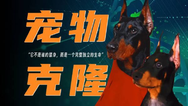 她花16万成功克隆宠物狗，开心但会被骂