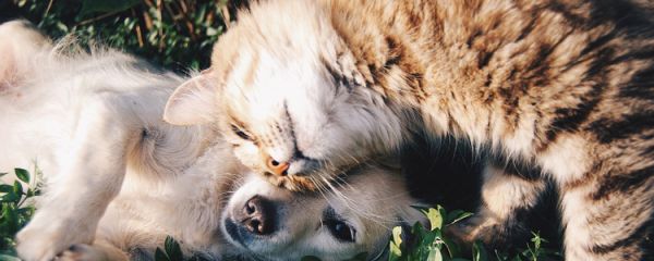 猫狗为什么不和 真的是天生冤家吗？