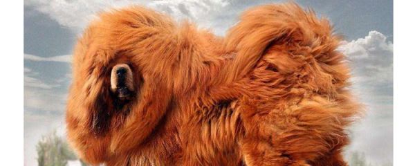 世界十大禁养猛犬图片 看到绕道走别去送人头！