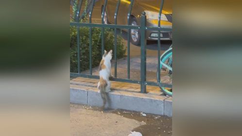 小猫叼着烤肉串过不去栏杆 如果不是掉了它会不会一直尝试