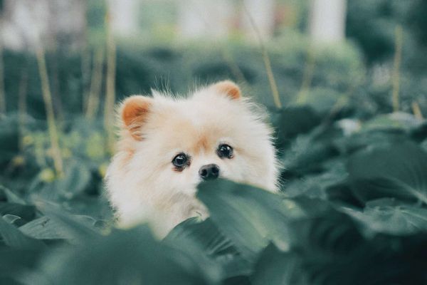 Pomeranian