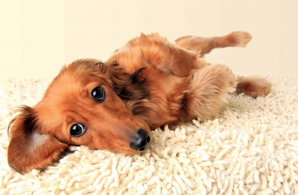 Longhair Dachshund.