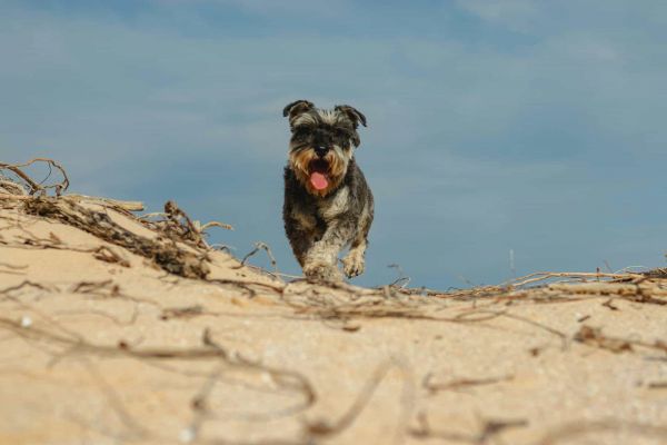 Miniature Schnauzer