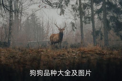 狗狗品种大全及图片