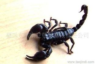 “揭秘：最适合懒癌患者的宠物蝎子品种！”