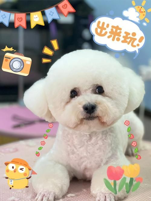 宠物美容上班,宠物美容上班时间