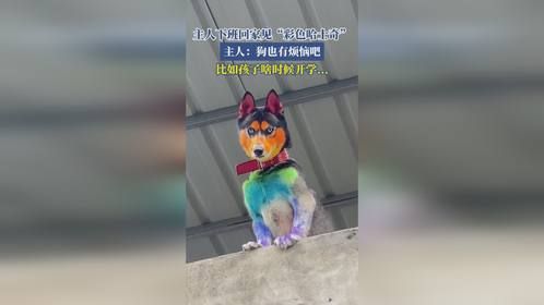 主人下班回家见“彩色哈士奇”！主人：狗也有烦恼吧！比如孩子啥时候开学...