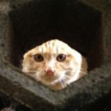 猫来喵去