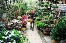 重庆回龙湾花市图片