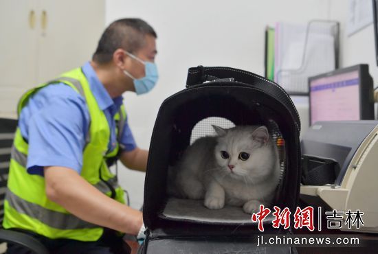 工作人员正在为宠物猫办理托运手续