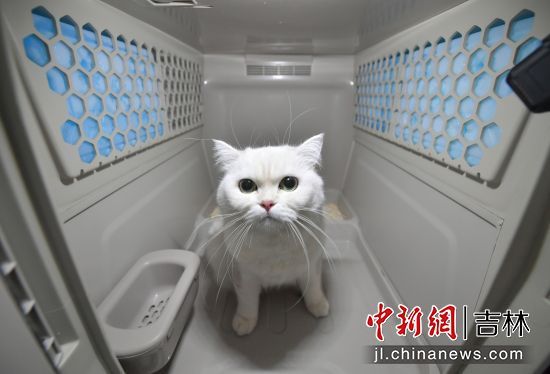 高铁宠物运输箱内部设有新风系统可监测温湿度，空气含氧量等情况