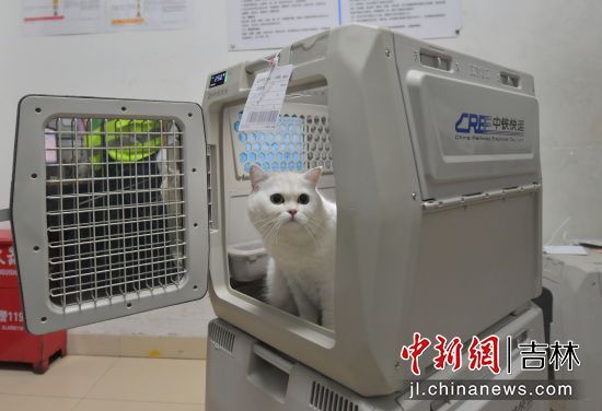 高铁宠物运输箱内部设有新风系统可监测温湿度，空气含氧量等情况