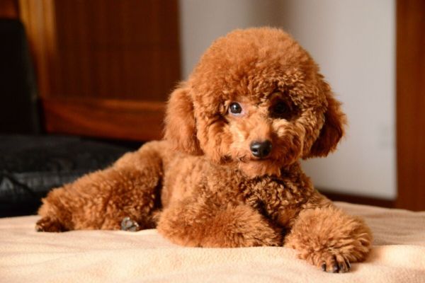 养什么狗好养又干净?适合家庭饲养的犬种