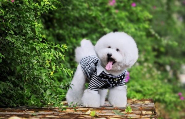 养什么狗好养又干净?适合家庭饲养的犬种