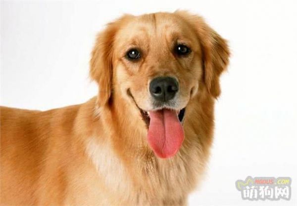 最适合在家养的十大狗狗排名 你的爱犬上榜了吗？