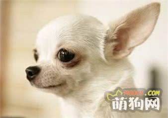 最适合在家养的十大狗狗排名 你的爱犬上榜了吗？