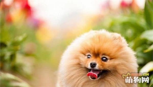 最适合在家养的十大狗狗排名 你的爱犬上榜了吗？