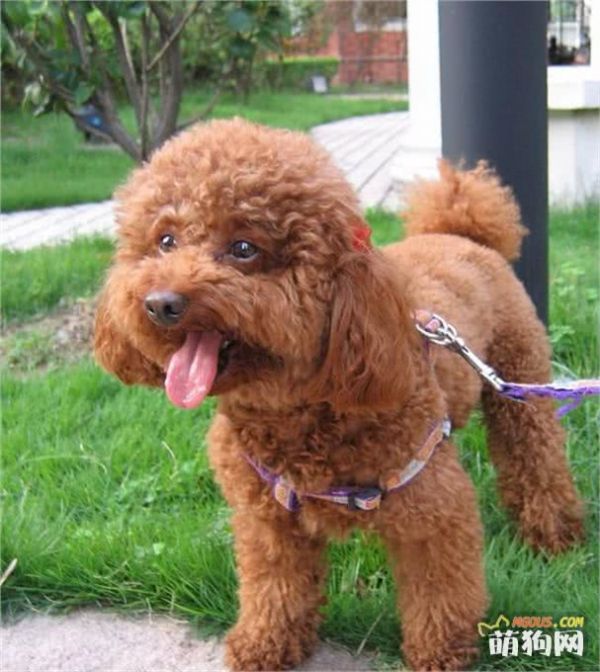 最适合在家养的十大狗狗排名 你的爱犬上榜了吗？