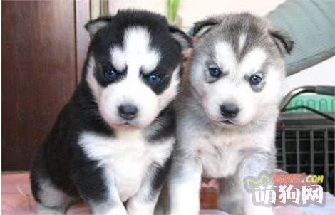 最适合在家养的十大狗狗排名 你的爱犬上榜了吗？