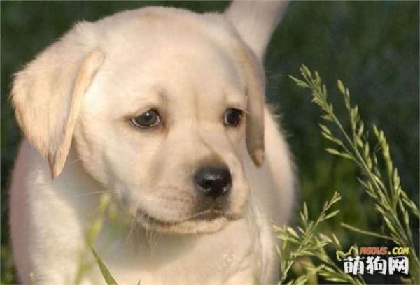 最适合在家养的十大狗狗排名 你的爱犬上榜了吗？
