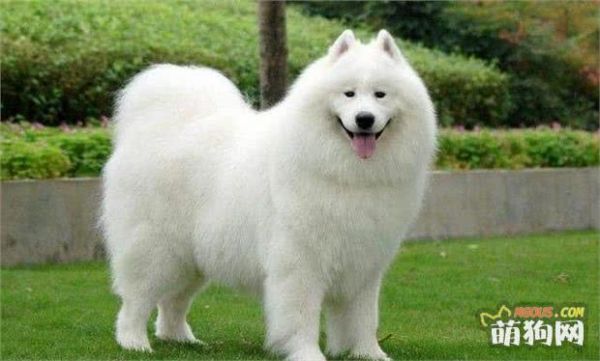 最适合在家养的十大狗狗排名 你的爱犬上榜了吗？
