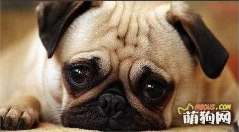 最适合在家养的十大狗狗排名 你的爱犬上榜了吗？