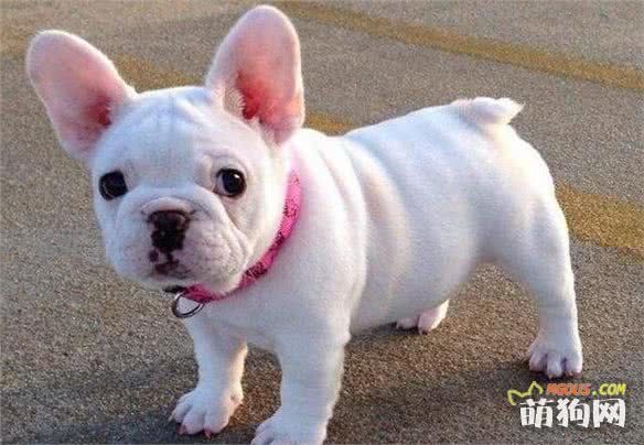 最适合在家养的十大狗狗排名 你的爱犬上榜了吗？