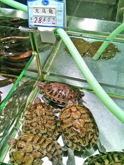 南京有超市出售巴西龟供食用。