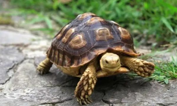 乌龟能吃桃子吗？一起了解一下
