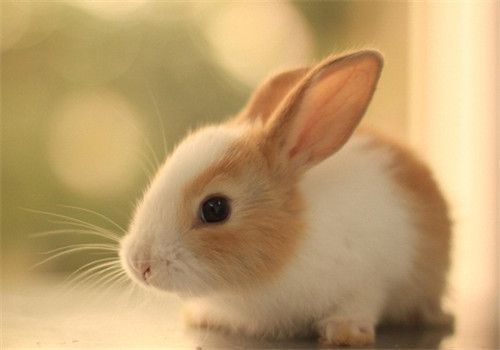 兔子不能喝水是什么原理