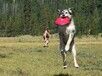重庆训犬服务训犬服务中心训犬帮