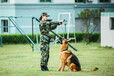 重庆训犬基地_重庆训练狗狗-训狗找训犬帮