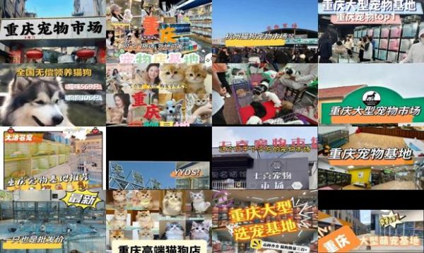 重庆最大的猫狗市场在哪里