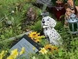 重庆宠物猫死后处理 宠物死后处理 提供宠物火化安葬服务
