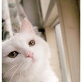 卷心菜哎菜