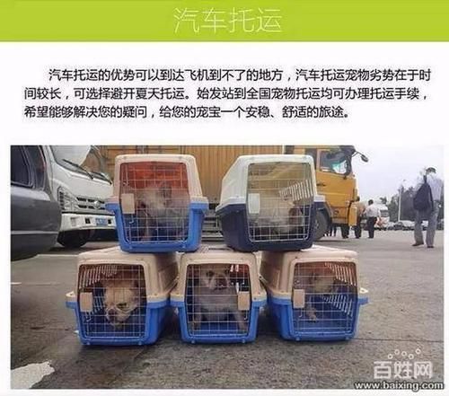 成都宠物托运平台（成都宠物托运公司排名）