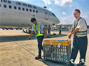 天府机场宠物托运攻略：轻松出行，宠物无忧！
