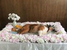 重庆宠物火化 猫咪火化 狗狗火化 请找宠爱多 殡葬宠物公司