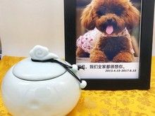重庆宠物火化公司电话 24小时宠物殡葬公司