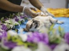 重庆实体门店宠物火化 提供宠物火化安葬服务